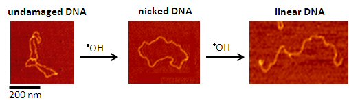 DNA AFM images